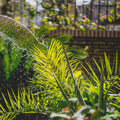 Person watering a plant with a garden hose