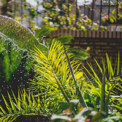 Person watering a plant with a garden hose