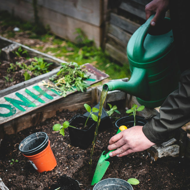 Seedlings being planted in a raised garden bed
