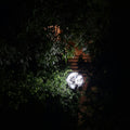 Landscape light shining through garden leaves at night