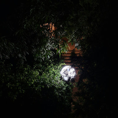 Landscape light shining through garden leaves at night